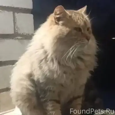 Переславль! Пропал кот, кличка...