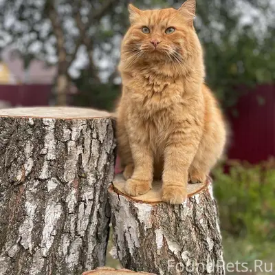 Пропал кот. Если есть любая ин...