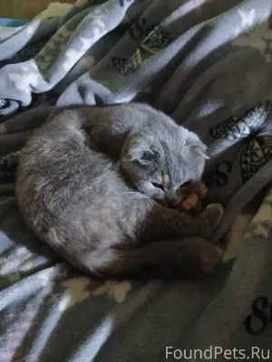 Пропала кошка. Вислоухая. Зову...