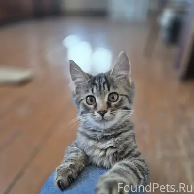 Котенок мальчик по имени Марси...