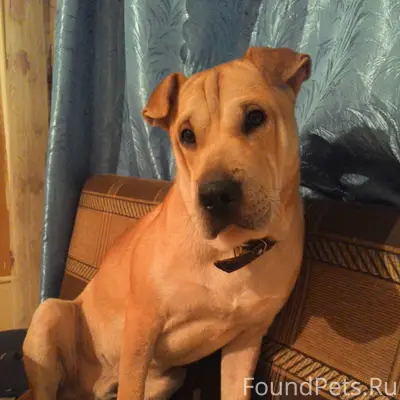 Кто собаку потерял? Находился ...