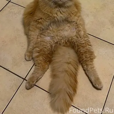 Пропал кот, с улицы 2-я...