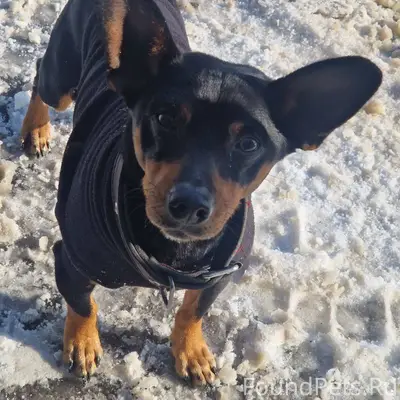 Найдена потеряшка в Индустриал...