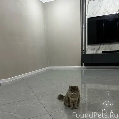 Нашли на улице молодого котика...