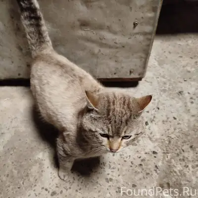 Найден кот. Прибился когда был...