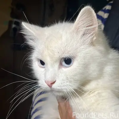 Симферополь Котик ,найденный в...