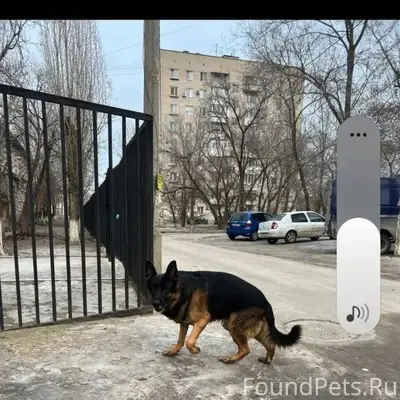 Добрый день , потерялась собак...