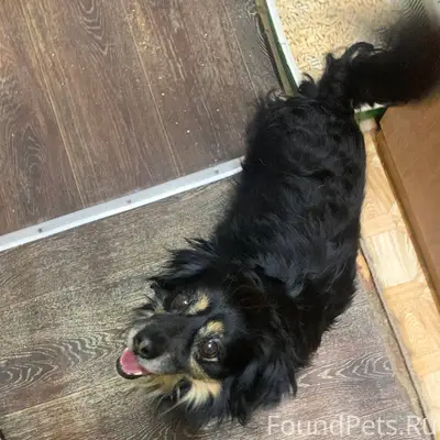 Найден пёс в индустриальном ра...