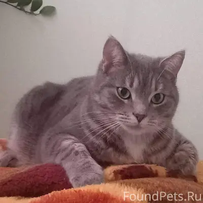 Пропал кот, может кто видел? С...