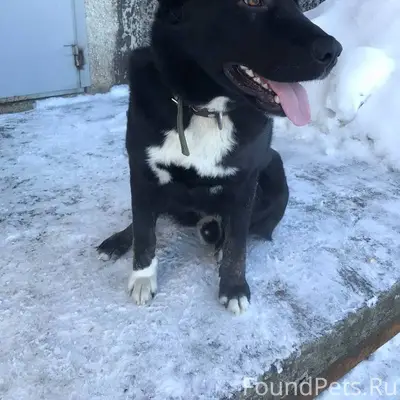 ПОИСК Кукковка. Ровио-Комсомол...