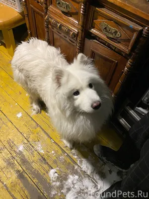 Найдена собака