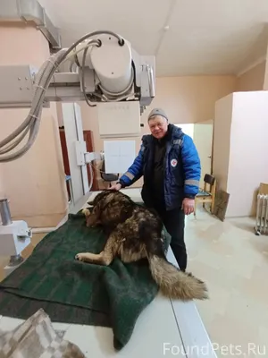 Найдена собака ( кобель, огром...