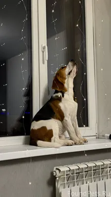 Пропала собака‼️ Порода бигль,...