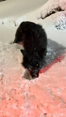 Найдена собака на подъезде к Б...