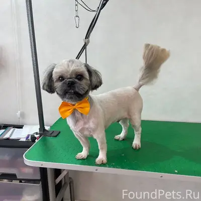 Потерялась собака в Завокзальном районе, откликается...