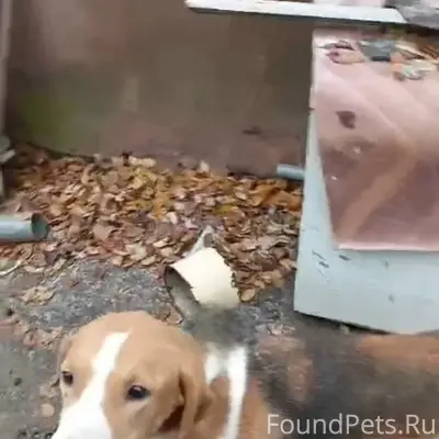 Пропали две собаки в районе д...