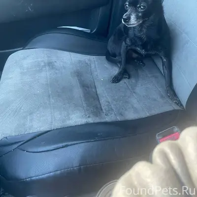 ‼️Найдена собака в Новой Усмани. 
Помогаю...