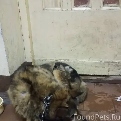 Найден кобель у дома по улице...