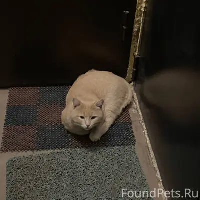 Найдена кошка (вроде бы), в Заволжском...