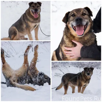 Мишаня искал доброту — и нашел...