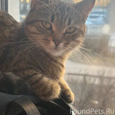 Добрый день! У нас пропала кошка...