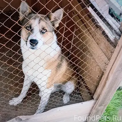 Здравствуйте. Опубликуйте пожалуйста.  Убежал пёс по...