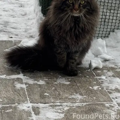 Найден кот, в районе 49, свои...