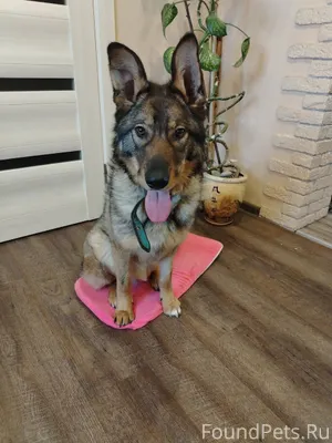 🐾 ДЕЙЯ ЖДЁТ ТЕБЯ… 🐾 Она...