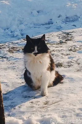 Объявление о пропаже кошки Про...