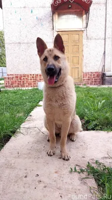 ❗️❗️❗️ Сбежал пес. Не агрессив...