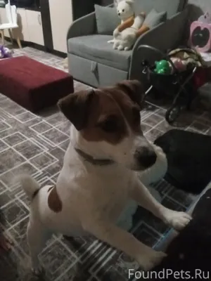 Найдена собака джек рассел дев...
