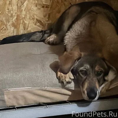 Пропала собака ‼️‼️‼️ кабель(щ...