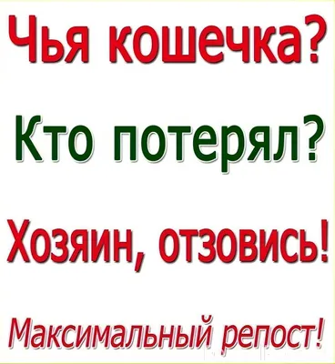 ❗Найдена кошка❗ Ищем хозяев❗ Н...