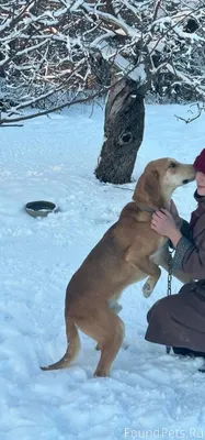 ПОИСК СОБАКИ! В конце декабря ...
