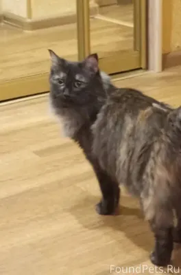 ПРОПАЛА КОШКА! Примерно на ул....
