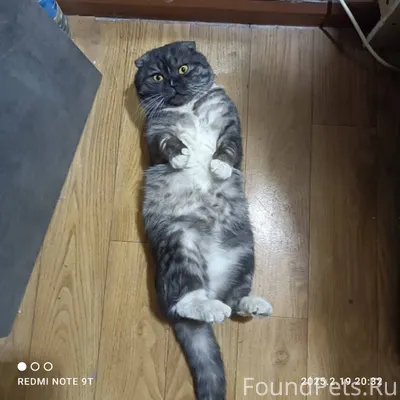 Пропал кот (Лорд) , нашедшего ...