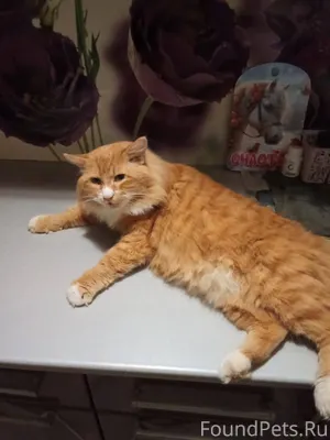 Здравствуйте, пропал кот отзыв...