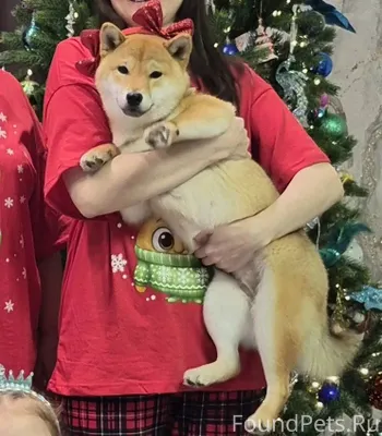 Потерялась собака по кличке Би...