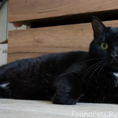 Великие Луки! ПРОПАЛА КОШКА! В...
