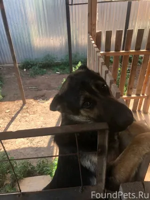 ПРОПАЛ ЛЮБИМЫЙ ПИТОМЕЦ! ПОМОГИ...