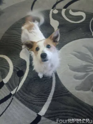 🆘🆘🆘Найдена собака🆘🆘🆘 На остано...