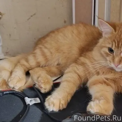 Пропал кот в районе второй Пож...