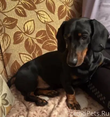 Сегодня пропала собака породы ...