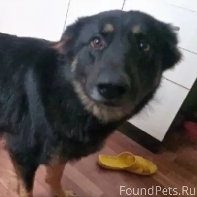 🐕 ПРОПАЛА ОВЧАРКА! 🐕 В ночь...