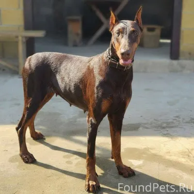 СРОЧНО ‼️‼️ ПРОПАЛА: СОБАКА 🆘 ...