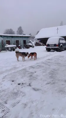Пропали собаки. Сука РГ и кобе...