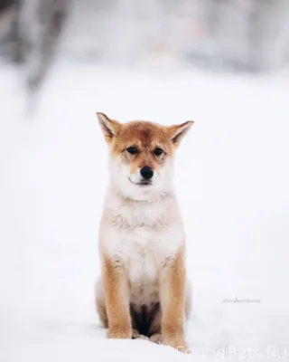 Ищет дом щенок лайки. Найдена ...