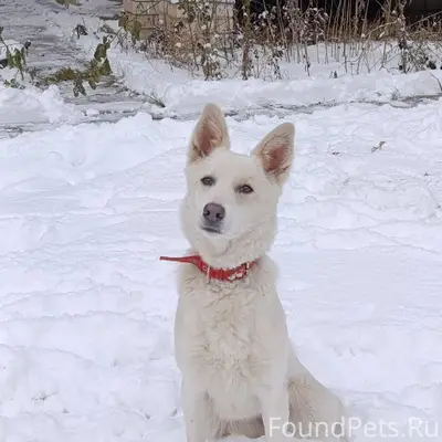 ‼️‼️‼️‼️‼️ Пропала наша собака...