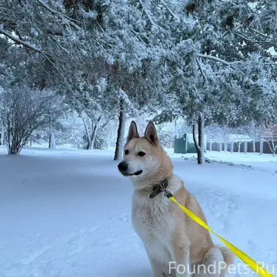 Убежала собака лайка , кличка ...