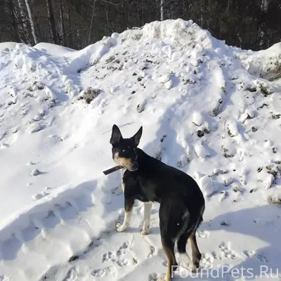 Замечена собака Челябинский тракт